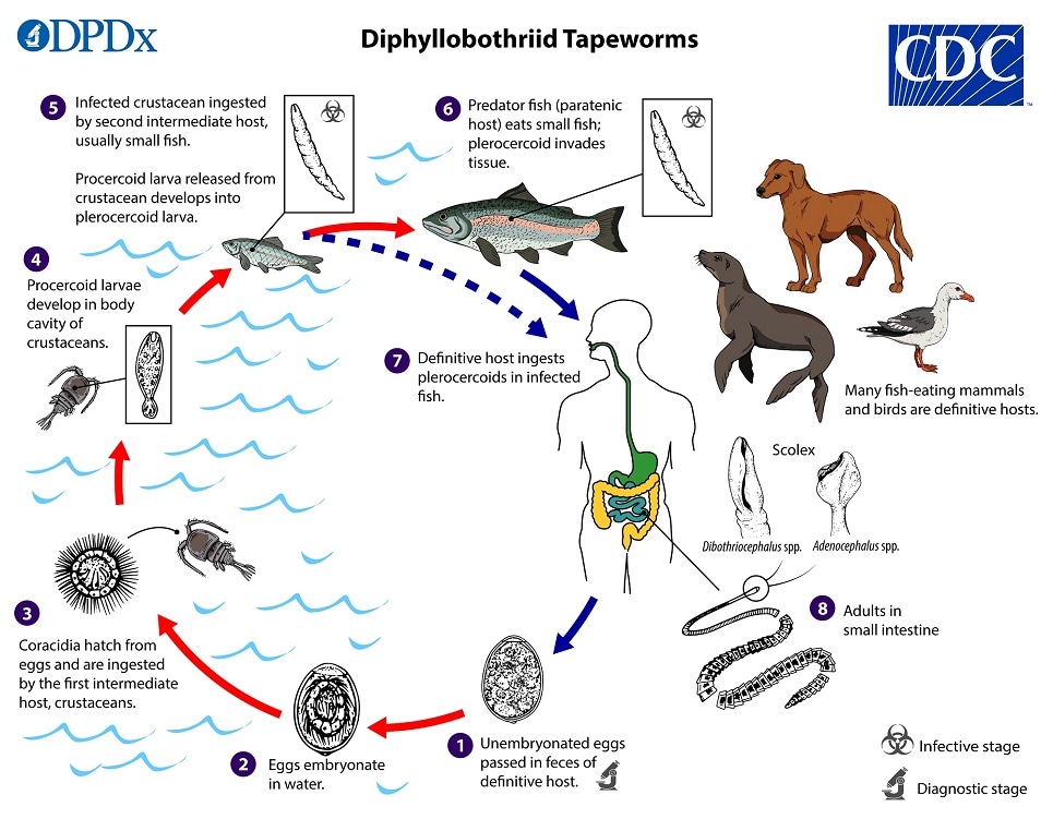 Life Cycle