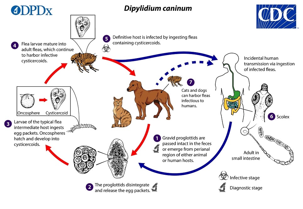 lifecycle