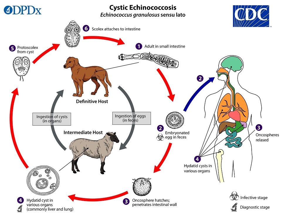 lifecycle