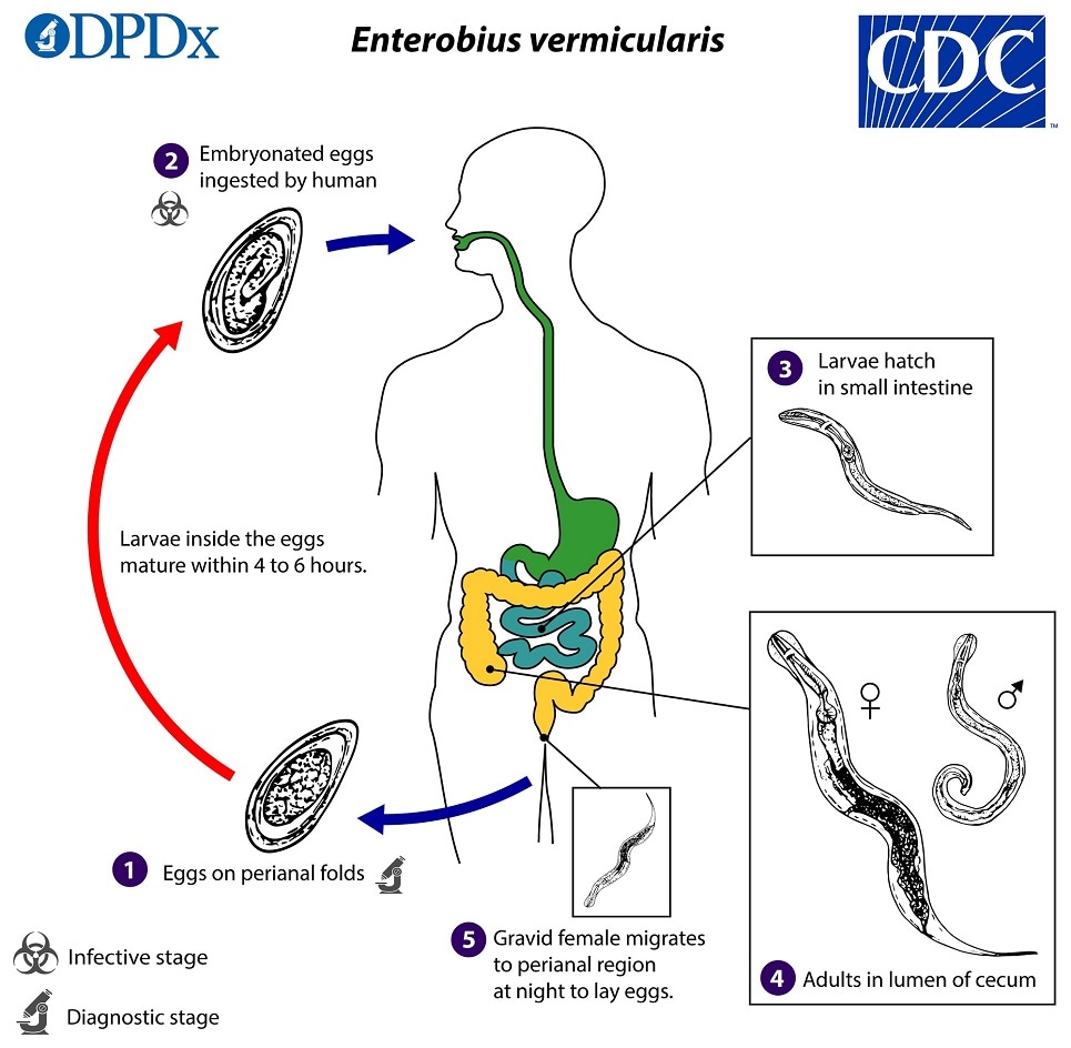 lifecycle