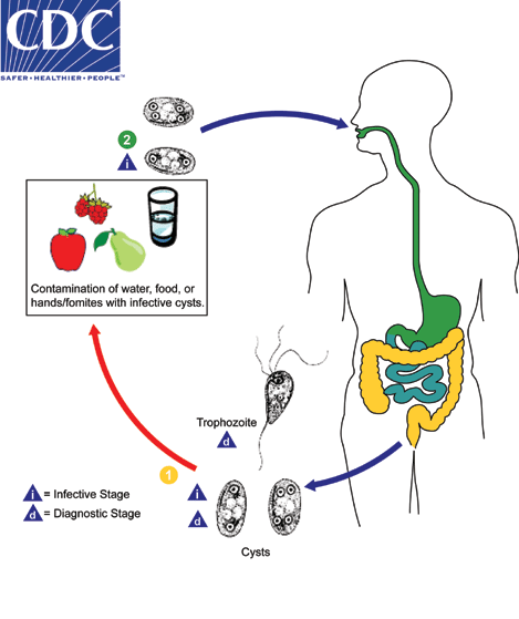 lifecycle