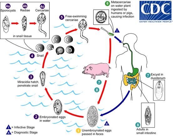 lifeCycle