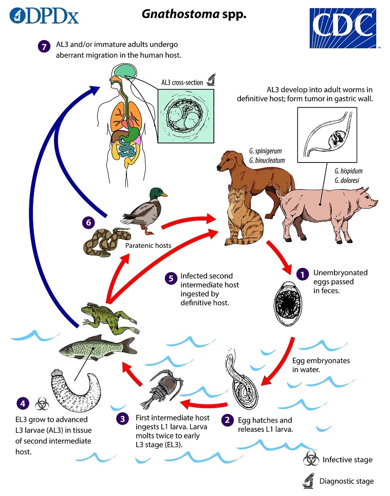 lifecycle