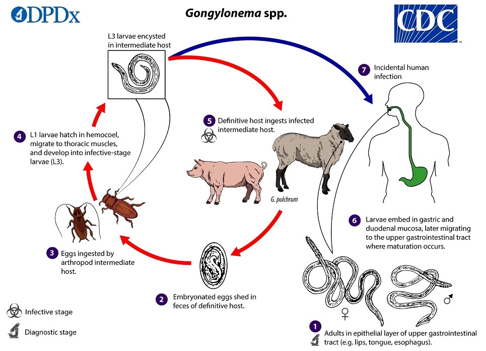 lifecycleRaillietina_LifeCycle