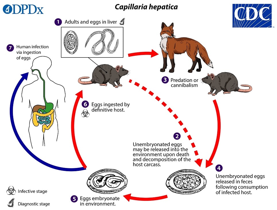 lifecycle