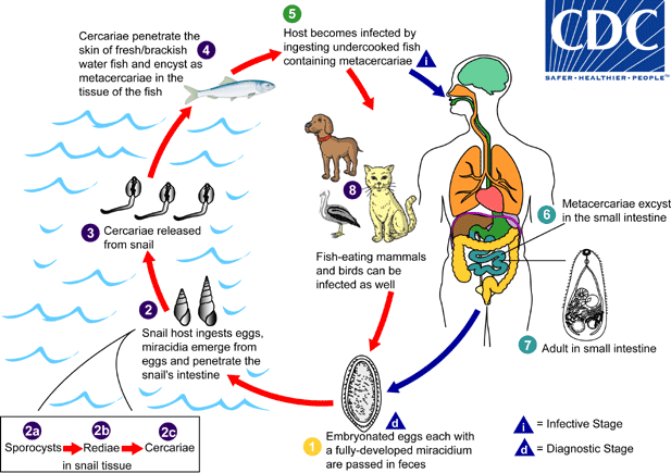 lifecycle