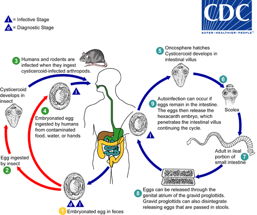 lifecycle