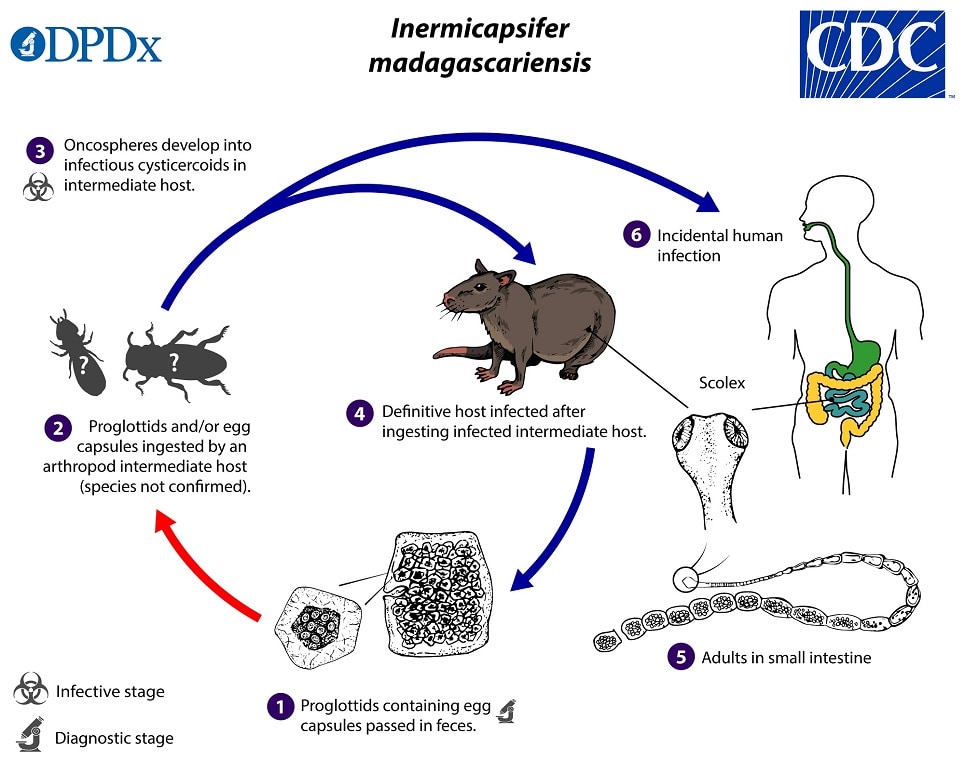 Inermicapsifer_LifeCycle