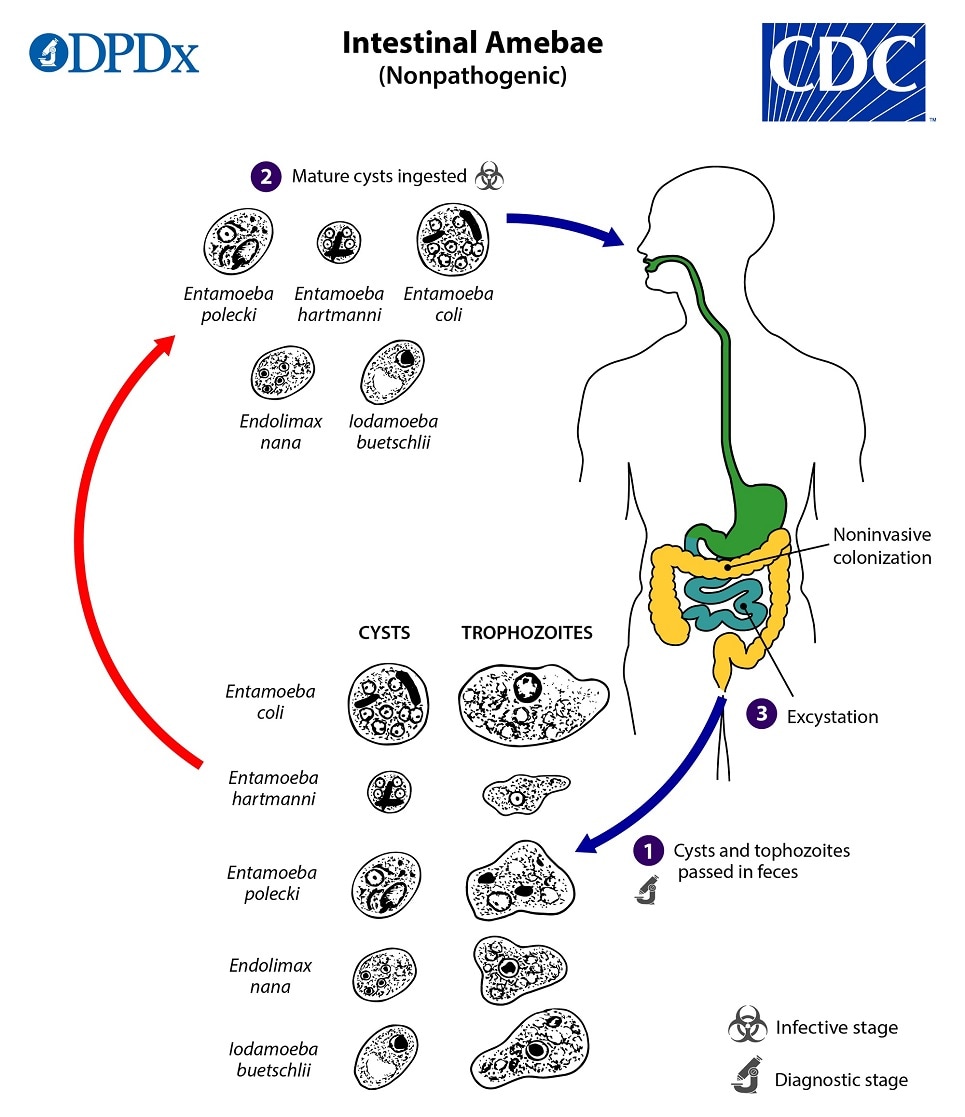 Lifecycle