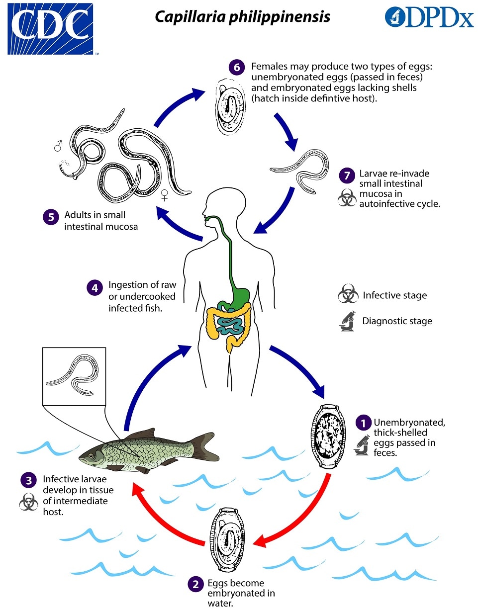 lifecycle