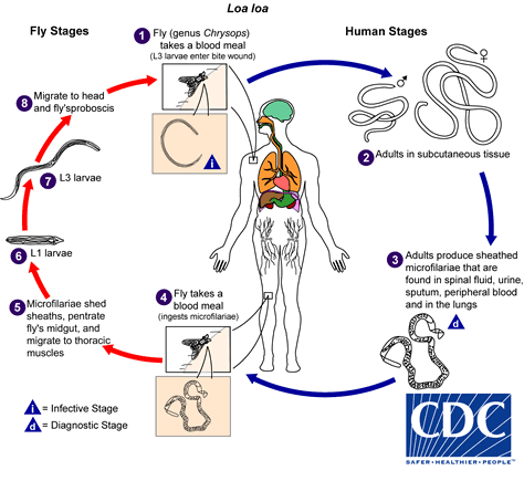 lifeCycle