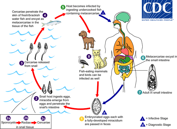 Lifecycle