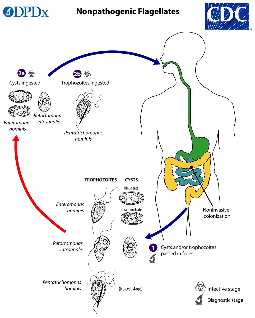 lifecycle