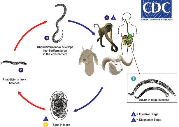 Lifecycle