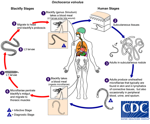 Lifecycle