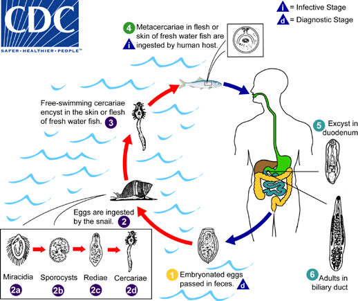 Lifecycle