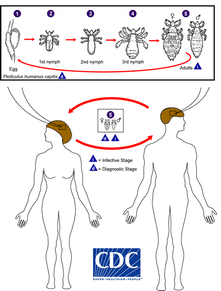 lifecycle