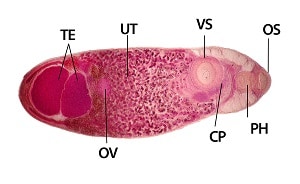 Philophthalmiasis image