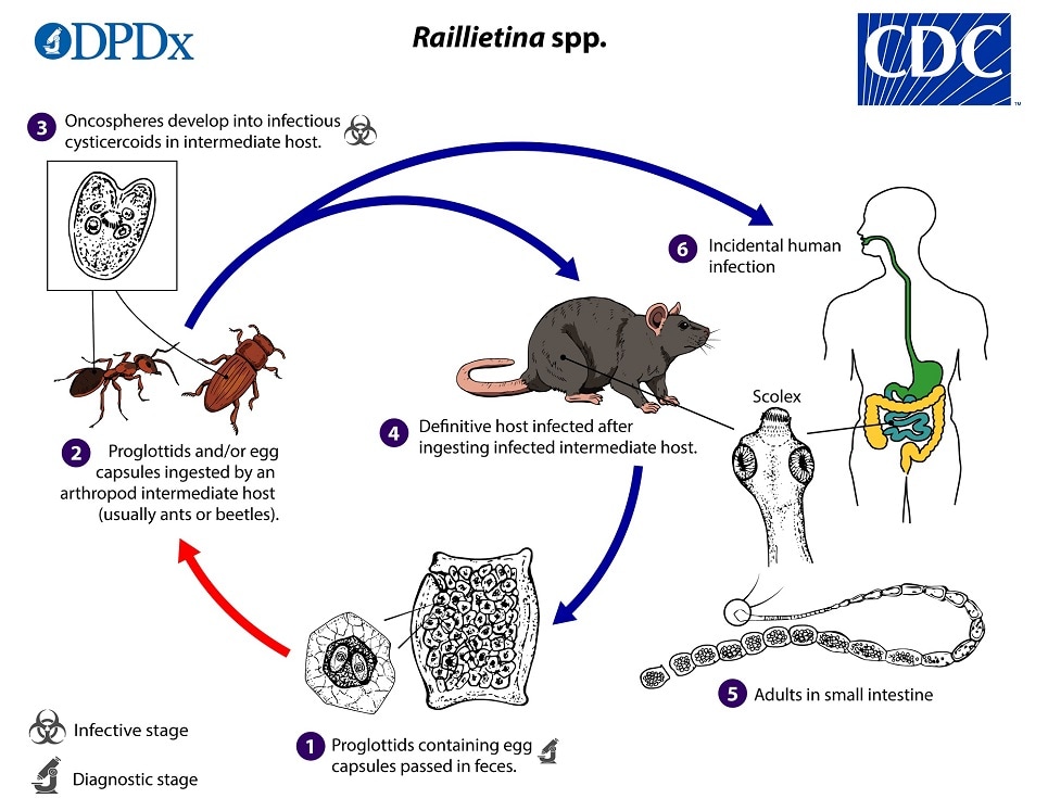 lifecycleRaillietina_LifeCycle