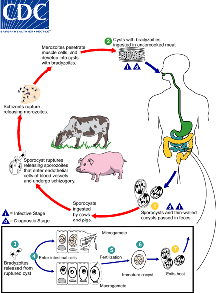 Lifecycle