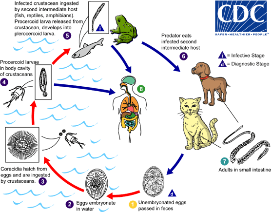 lifecycle