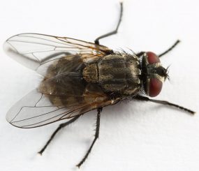 Musca autumnalis, T. gulosa