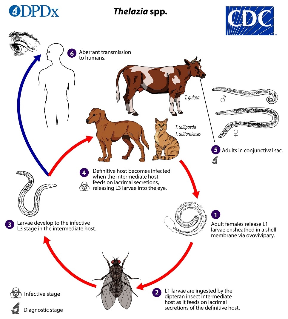 lifecycle