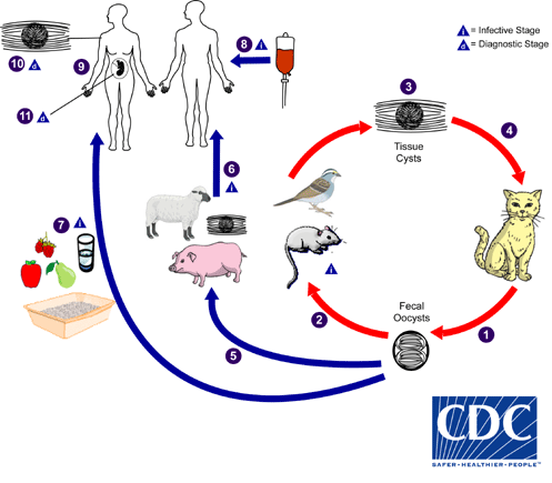 Toxoplasma_LifeCycle_BAM1.gif