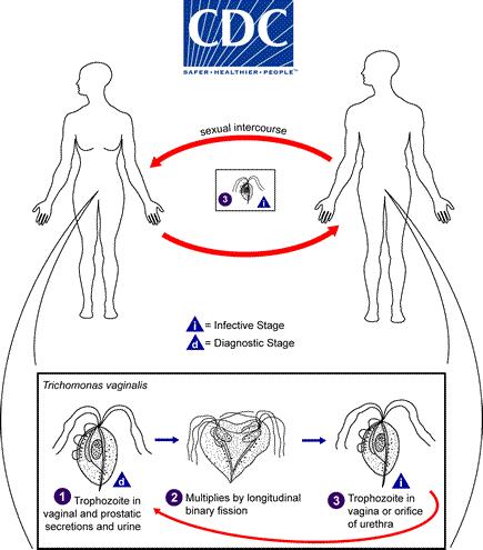 Lifecycle