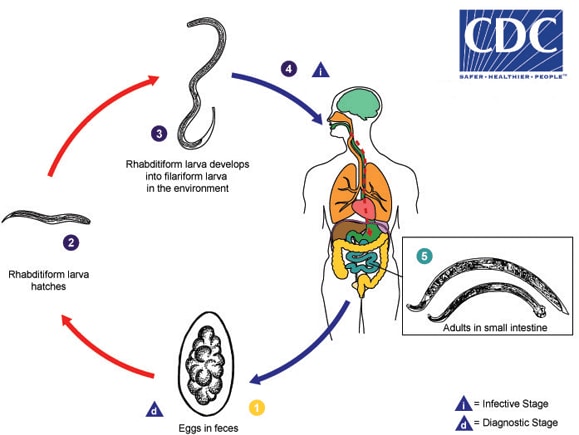 Lifecycle