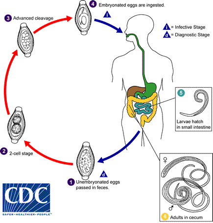 lifecycle