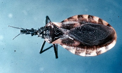 Triatomine bug