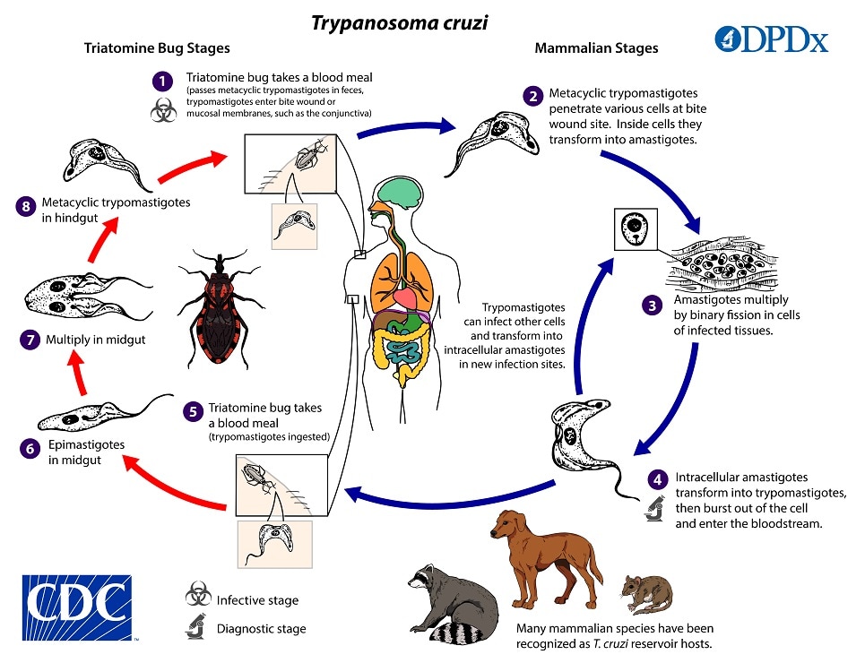 Lifecycle