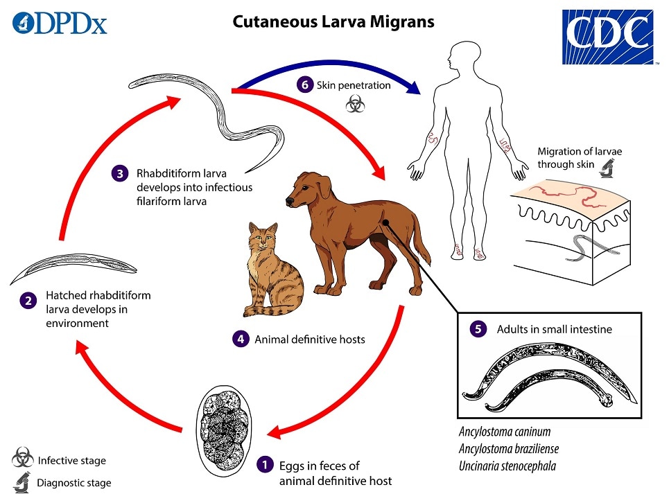 lifecycle