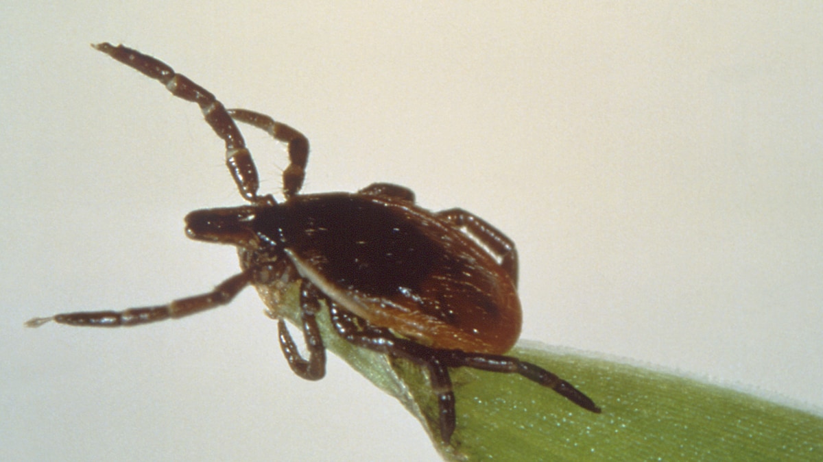 Questing Black Legged tick on a blade of grass.