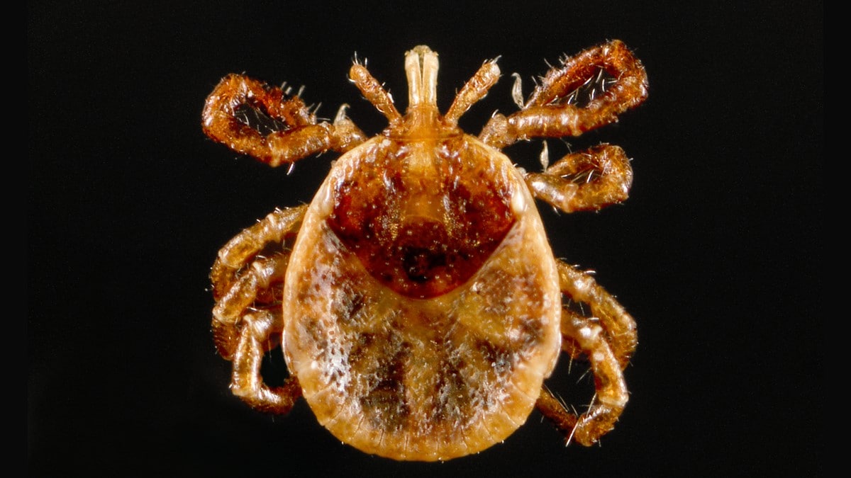 Closeup of a nymphal lone star tick.