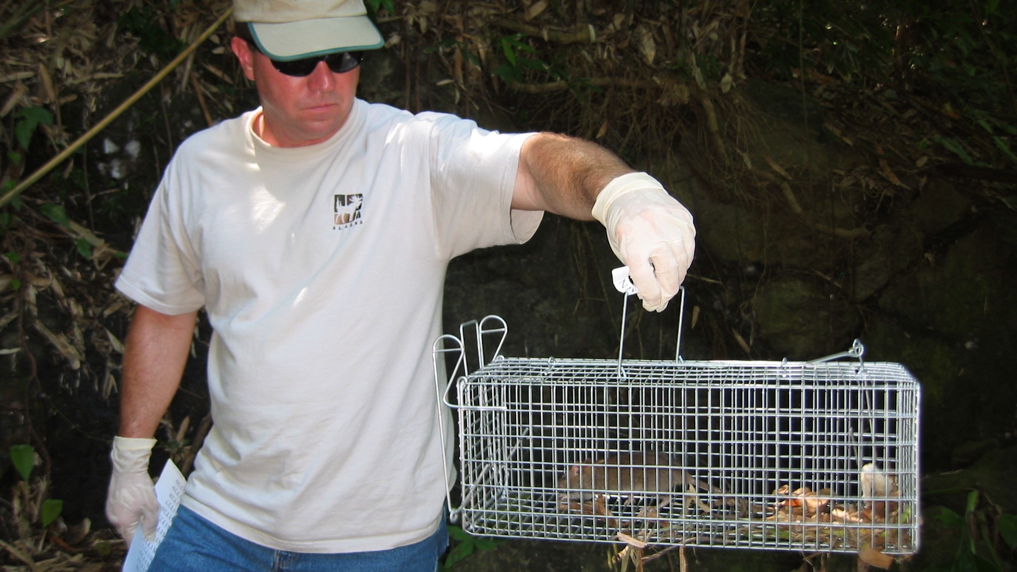 Man holding a wire trap with a large rat inside.