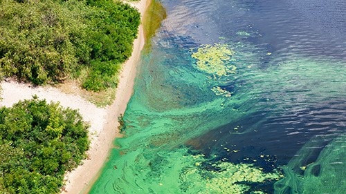 Surface of a river covered with blue-green algae.