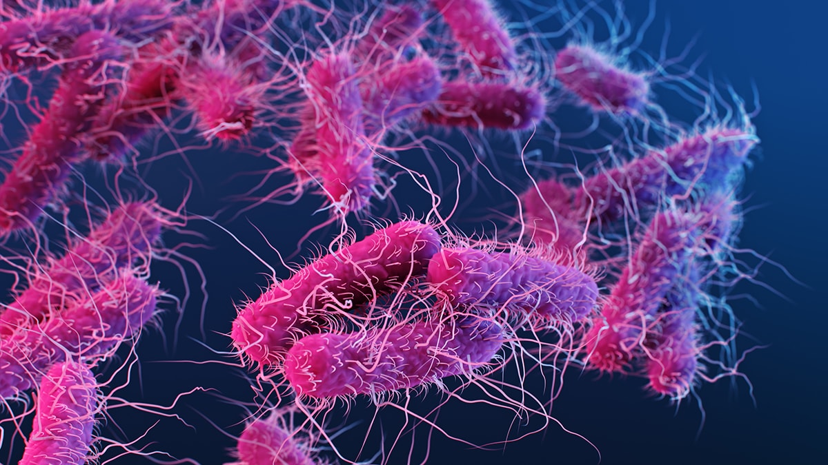 Medical illustration of E. coli, an example of extended-spectrum beta-lactamase producing Enterobacteriaceae