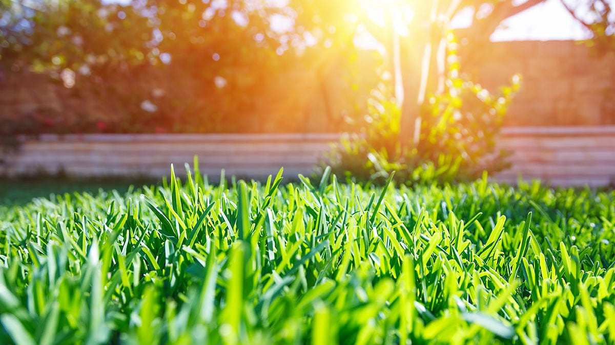 Sun reflecting on a lawn of grass