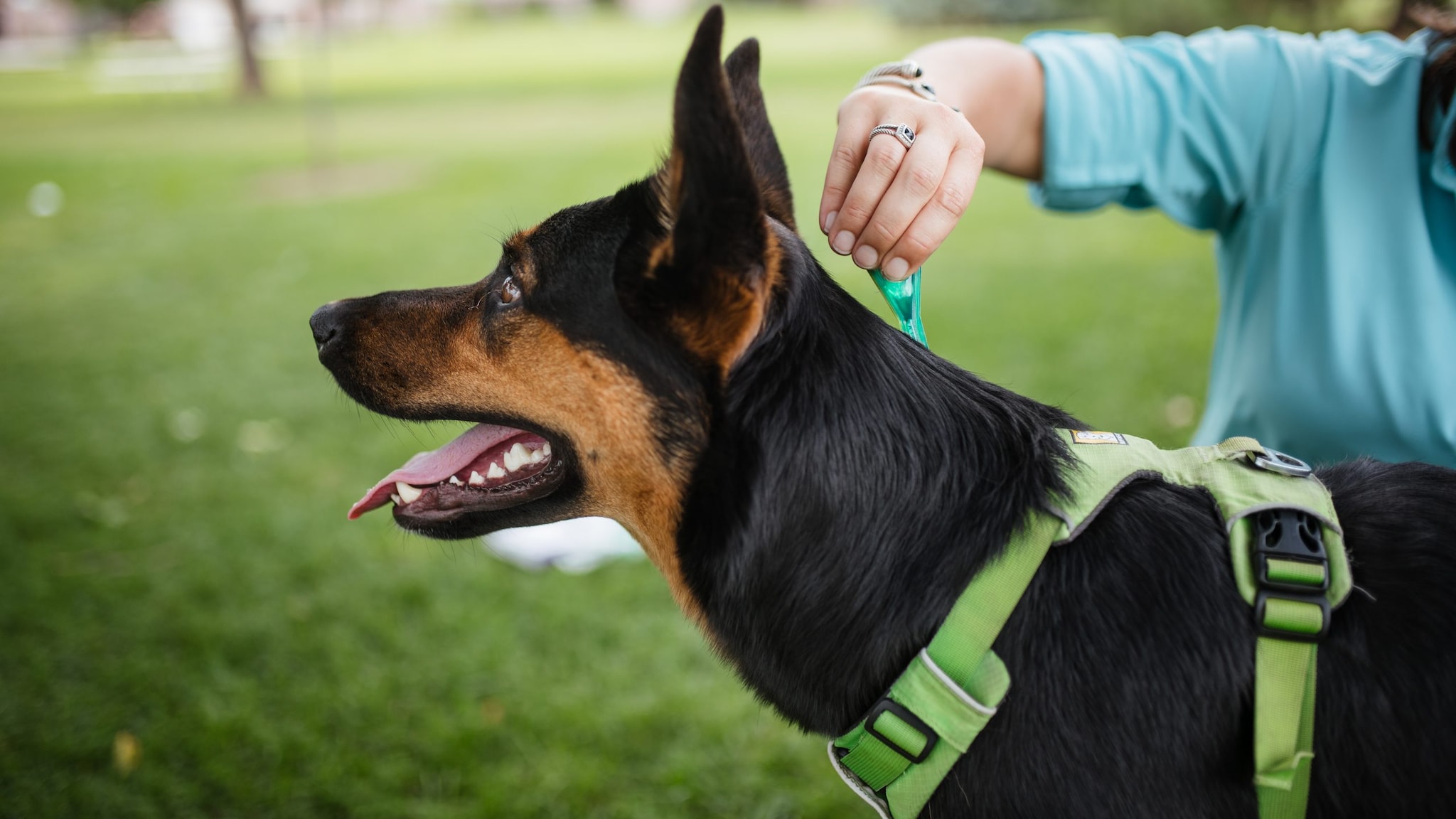 Dog receiving tick and flea prevention.