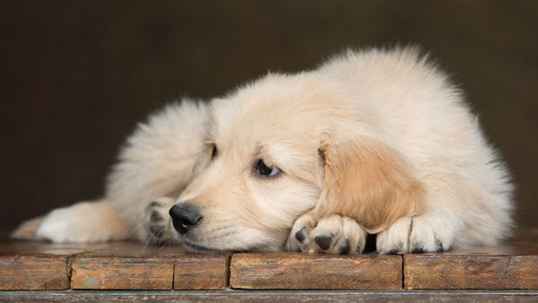 Golden retriever dog laying down.