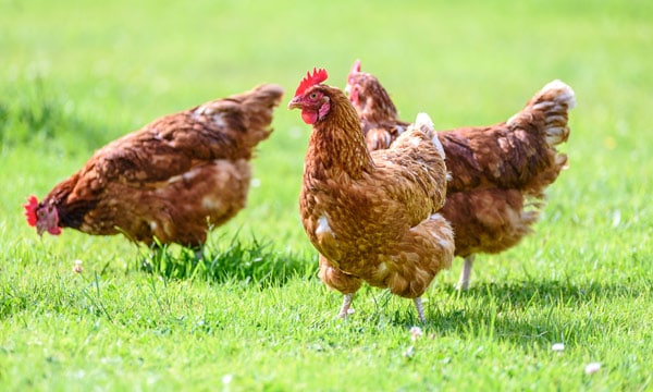 Chickens in a field.