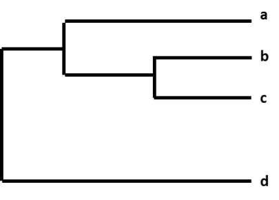 Figure. 1 phylogenetic tree.