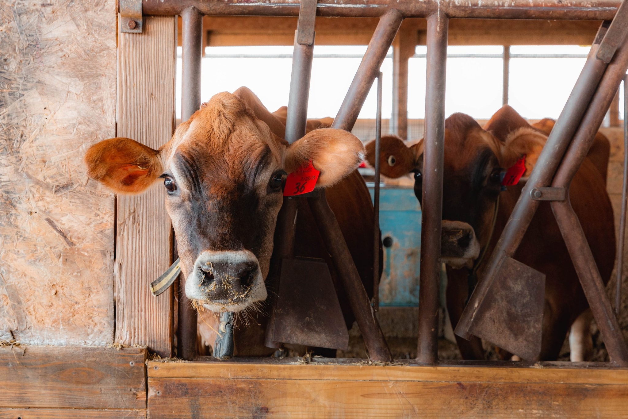 Two Jersey cows in a barn