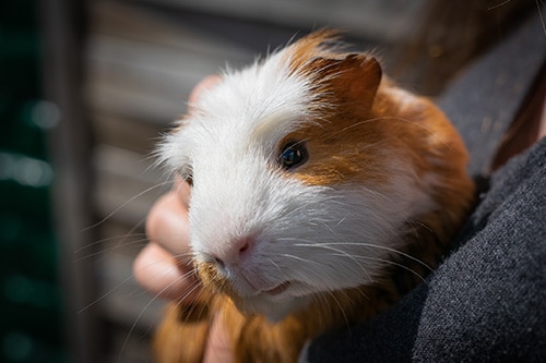 guinea pig