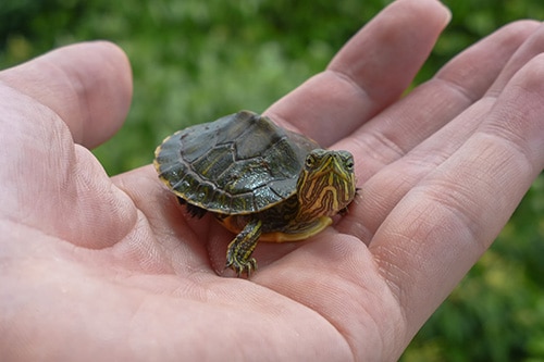 A small turtle fits in the palm of someone's hand