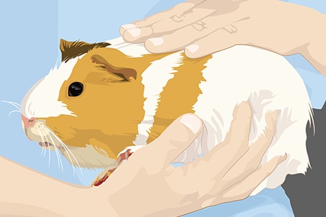 person holding guinea pig