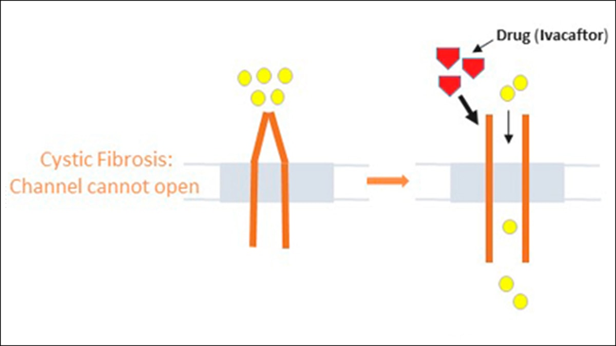 Diagram of a channel that is unable to open. The drug ivacaftor allows it to open so particles can pass through.