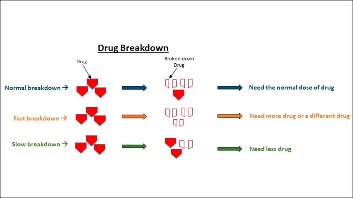 Diagram showing normal breakdown of the drug with arrow pointing to need normal dose of drug, fast breakdown of drug with arrow pointing to need more drug or a different drug, and slow breakdown of drug with arrow pointing to need less drug.